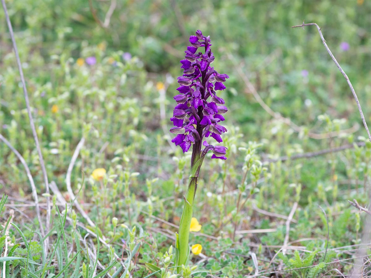 Habitus